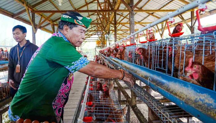 Panen Perdana Ayam Petelur, Gubernur Zainal Perkuat Ketahanan Pangan dan Gizi Warga Kaltara‎